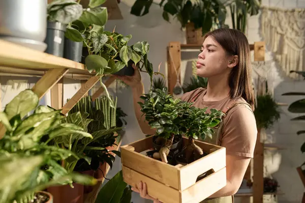 Plant shop worker holding wooden crate with potted plants and putting them on shelves in shop