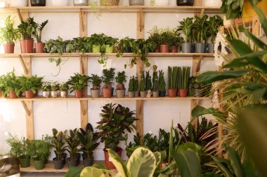 Modern fabrikadaki ahşap raflardaki saksılarda çekilen ev bitkilerinin iç çekimleri, fotokopileri...