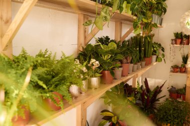 Modern fabrikanın iç kısımlarındaki ahşap raflarda yeşil ev bitkilerini çeken kimse yok.