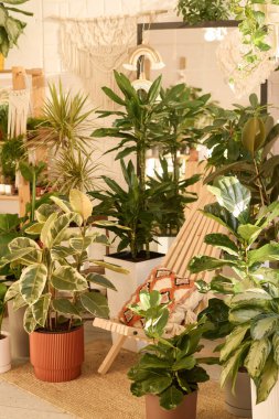 Dikey olarak hiç kimse, modern biyofilik iç tasarımda çömleklerdeki güzel yeşil evleri ve tahta sandalyeleri çekmez.
