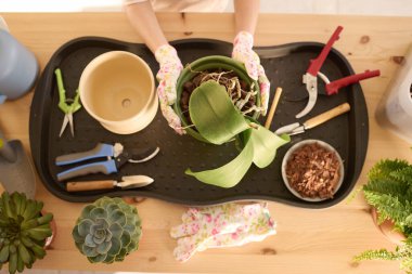 Elinde ev bitkisi, yeni demlik ve tahta masaya yeniden dikmek için aletler tutan tanınmayan bir kızın el resimleri.