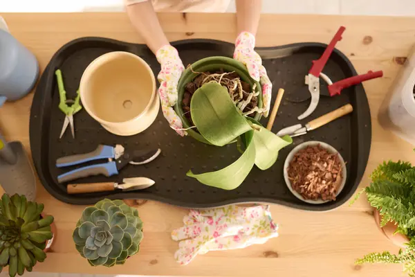 Elinde ev bitkisi, yeni demlik ve tahta masaya yeniden dikmek için aletler tutan tanınmayan bir kızın el resimleri.