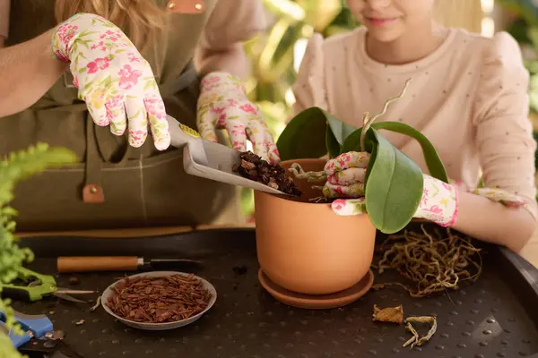 Unrecognizable woman wearing apron and gloves and her daughter replanting houseplant to new pot