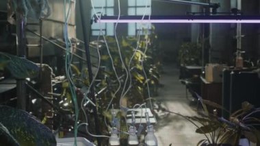 Apocalypse sonrası laboratuarında mor ışıkla birlikte damıtma işlemi sırasında sıvı içeren şişelere bağlanmış yeşil bitkilerin aşağı doğru çekimini yapın.