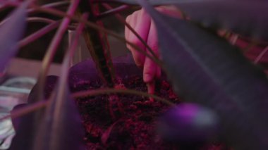 Kıyamet sonrası labaratuvarında mor ışık saçan bitkiler yetiştirirken, elinde sıvı gübre bulunan tüpü saksıdaki toprağa yerleştirirken yakın çekim yap.