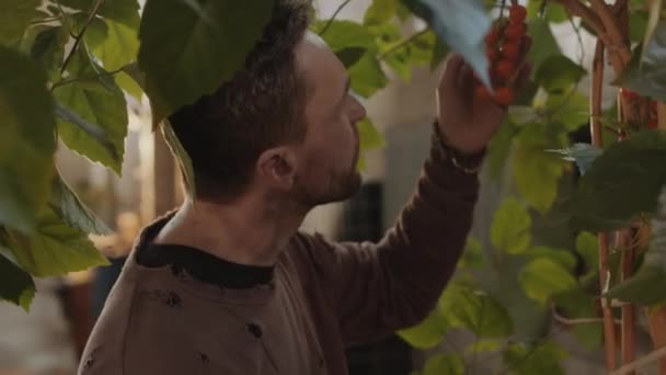 Hombre Ropa Gastada Comprobando Tomates Cherry Maduros Creciendo Jardín Interior — Vídeos de Stock