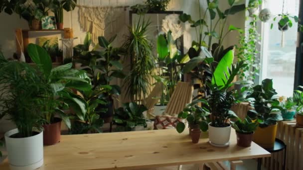 Ninguna Cacerola Gente Del Interior Tienda Eco Consciente Planta Interior — Vídeo de stock
