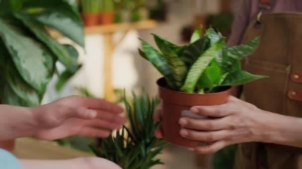 Gros Plan Des Mains Féminines Vendeur Portant Tablier Passant Plante — Video