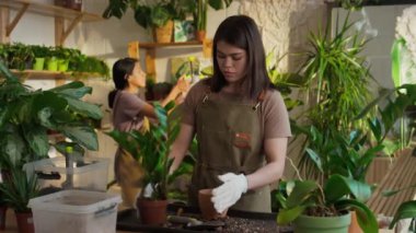 Beyaz eldiven ve önlük giyen beyaz kadın bahçıvan, arka planda asistan spreyleme ile kapalı bitki repotting