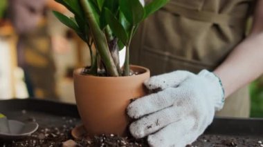 Önlüklü, beyaz eldivenli, yeşil zamioculcas bitkisiyle ilgilenen, gübreyle toprağı tırmıklayan, arka planda yapraklı, bulanık versiyonu olan genç beyaz kadın tezgahtarın yakın çekimleri.