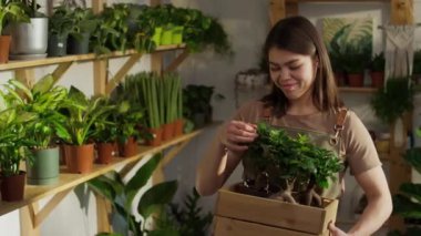 Bonsai ağacı kutusuyla poz veren gülümseyen beyaz kadın bahçıvanın portresi ve çevreci ot fabrikasının çevresine bakan kamera.
