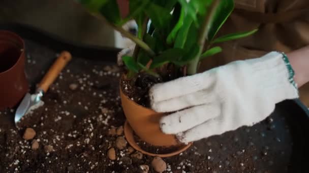 Mâinile Femeii Mănuși Grădinărit Albe Atelierul Eco Centric Adăugând Sol — Videoclip de stoc