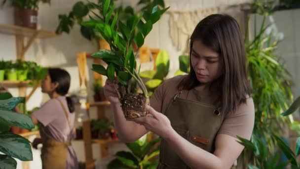 Średni Młody Biały Brunetka Kobieta Ogród Centrum Menedżer Inspekcja Rośliny — Wideo stockowe