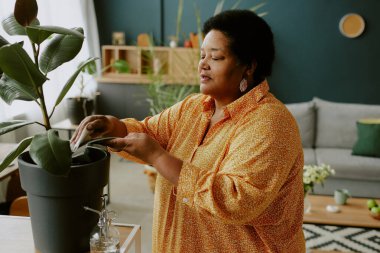 Hint kauçuk yapraklarının tozunu alan olgun Afro-Amerikalı kadın.