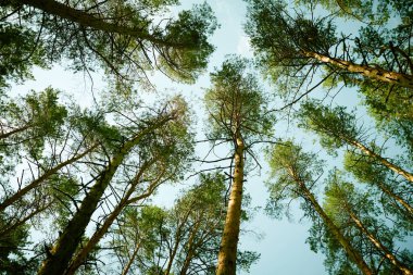 Aşağıdan bakıldığında güneşli yaz gününde çam ağaçlarının tepesinden çekilen hiç kimse yok.