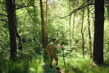 Extreme long shot of bearded mature Caucasian traveler wearing backpack holding wooden stick hiking in mountain forest on sunny summer day clipart