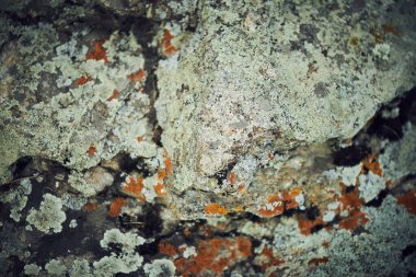 Closeup shot of lichen growing on gray granite stone, copy space clipart