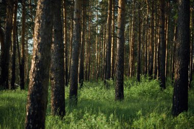 No people wide shot of pine tree trunks in forest on sunny summer day, copy space clipart