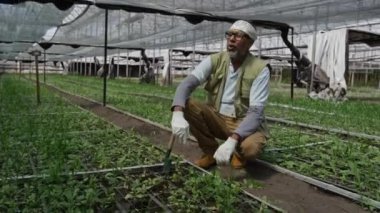 Kıdemli erkek çiftçi eldiven ve saç bandı takıyor bahçe malası kullanıyor serada bitki yatağıyla ilgilenirken yoruluyor ve iş sırasında alnını siliyor.