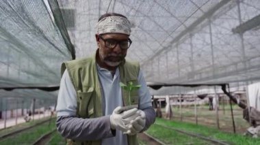 Gözlüklü ve eldivenli gülümseyen son sınıf öğrencisinin portresi genç fideleri tutuyor ve serada koruyucu ağ altında kameraya poz veriyor.