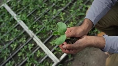 Tanımlanamayan bahçıvanın elleri serada genç tohumları dikkatlice tutarken yakından görülüyor.