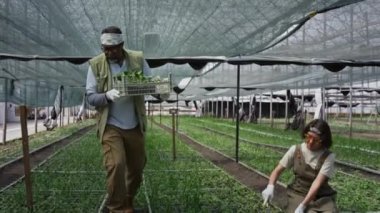 Eldiven takan, saç bandı takan, geniş serada yürüyen ve elinde bir tepsi tohum taşıyan yaşlı bir erkek işçi, elinde tırmıkla bitki yetiştiren bir kadın.