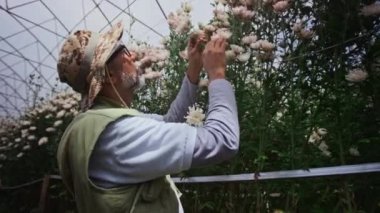 Kıdemli erkek çiçekçi kamuflaj şapkalı ve gözlüklü. Çiçek sağlığını ve seradaki büyümeyi incelerken çiçek açan kasımpatıları kontrol ediyor.
