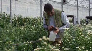 Son sınıf erkek işçi çiçeklere su sıkarken ticari serada büyüyen bitkilerle ilgileniyor.