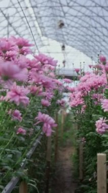 Çiçek serasında yetişen yoğun pembe kasımpatıların dikey odak noktası.