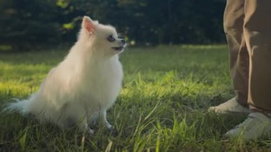 Afrika kökenli Amerikalı bir çocuğun güneşli bir yaz günü parkta yürürken köpek maması yediği orta boy bir fotoğraf.