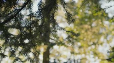 Hiçbir insan yaz ormanlarında keskin iğneli ladin brunch 'ına aşırı yakın değildir. Arka planda doğal gün ışığıyla kaplanmış başka yeşillikler de vardır.