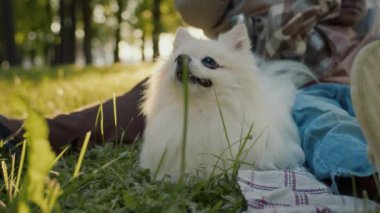 Siyah çocuk ve tüylü beyaz köpekle çimenlerde oturan, parkta ya da ormanda sıcak bir yaz öğleden sonrasında dinlenen ve eğlenen, tanınmayan bir kadının orta boy yakın çekimi.