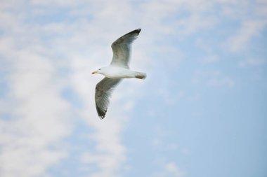Martı bulutlu bir gökyüzünün arkaplanına doğru zarif bir şekilde uçuyor özgürlük ve sükunet hissi veriyor.