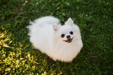 Kar beyazı Pomeranya köpeği portresi taze kesilmiş çimenlerde otururken kameraya bakıyor.