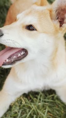 Kırmızı-beyaz renkli melez köpek yavrusunun dikey yakın plan görüntüsü. Dili dışarı çıkmış ve yazın çimenlerde dinlenirken kameraya bakıyor.