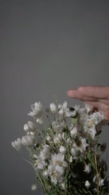 Kadın elinin dikey yakın plan görüntüsü. Gri duvar kağıdına yaslanmış beyaz papatya buketine hafifçe dokunuyor.