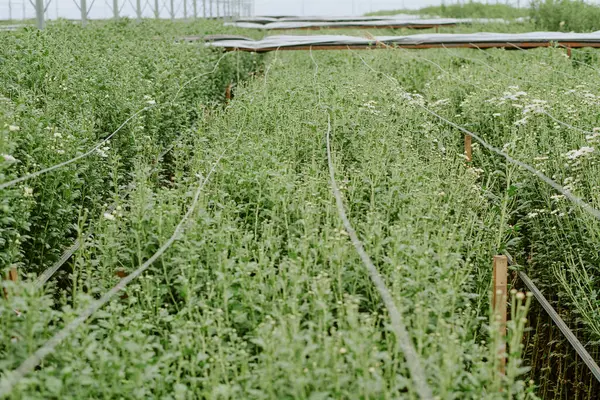 stock image Greenhouse filled with thriving plants growing upwards toward support structures. Lush green foliage and overhead framework create an organized, flourishing agricultural space