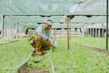 Serada çalışan yaşlı bir bahçıvanı resmetmek, bitkileri odaklanarak budamak. Sera yapısı ve bahçe aletleri arka planda görünüyor. Kendini bitkilere adamış bir adam