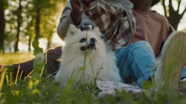 Afrika kökenli Amerikalı büyükanne ve küçük torunun yaz öğleden sonralarını parkta evcil bir köpekle çimenlerde oturarak ve eğlenmek için kağıt uçaklar fırlatarak geçirmesi.