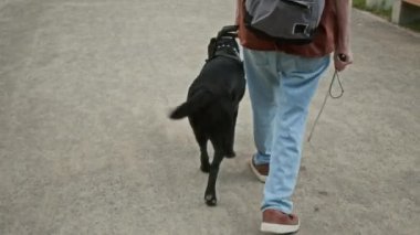 Park yolunda elinde rehber köpeğin koşum takımı tutarak yürüyen ve arkasını dönüp kameraya bakan tanınmayan kör adamın arka görüntüsü.