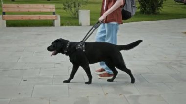 Bulutlu yaz gününde Labrador rehber köpeğiyle parkta yürüyen görme engelli bir adamın yan görüntüsü.