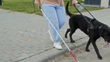Yazın yürürken bastonlu kör bir kız rehber köpekle karşıdan karşıya geçiyor.