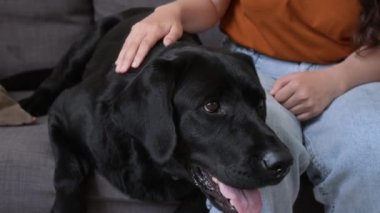 Siyah Labrador 'un siyah gözlüklü kör kadın sahibinin yanında yatarken çekilen portresini yukarı doğru eğ.