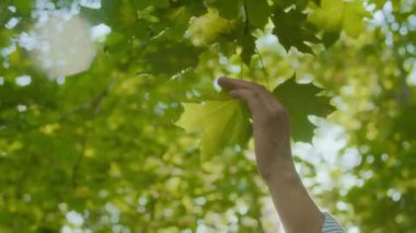 Olgun, beyaz bir adamın ormanda yürürken yapraklara dokunmasının düşük açılı görüntüsü.