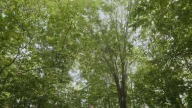 Kafkasyalı bir adamın Asana 'da meditasyon yaparken, ormanda ağaçların arasında yoga eğitimi alırken.