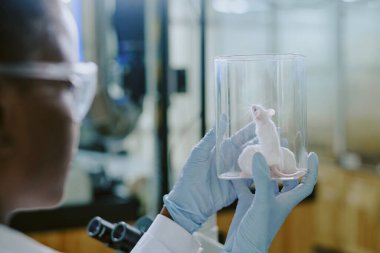 Scientist holding and examining a small rodent in laboratory environment, demonstrating research process and study of animal behavior and health clipart