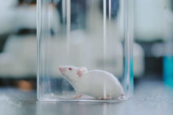 Laboratory mouse inside a clear glass container, exploring its surroundings with curiosity. Scientific setting visible in background, indicating research or experiment environment