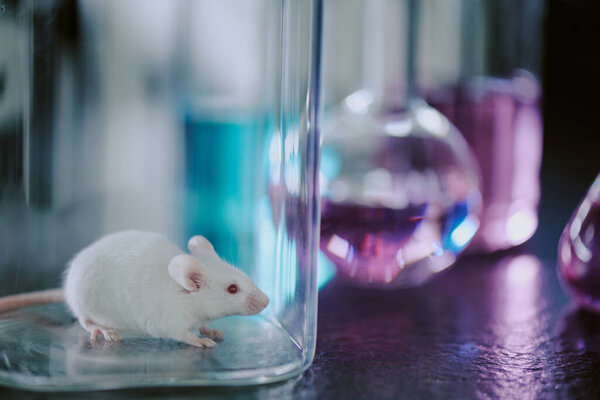 Small white mouse present in a transparent glass container set in laboratory with light reflecting off glassware in the background creating colorful hues