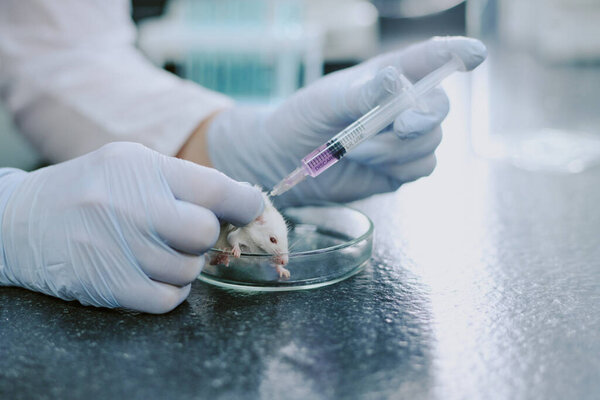 Researcher wearing gloves handling syringe while performing laboratory test on white mouse placed in petri dish under sterile conditions