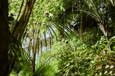 Botanik bahçesindeki serada büyüyen çeşitli bitkilerin fotokopisini çeken yok.